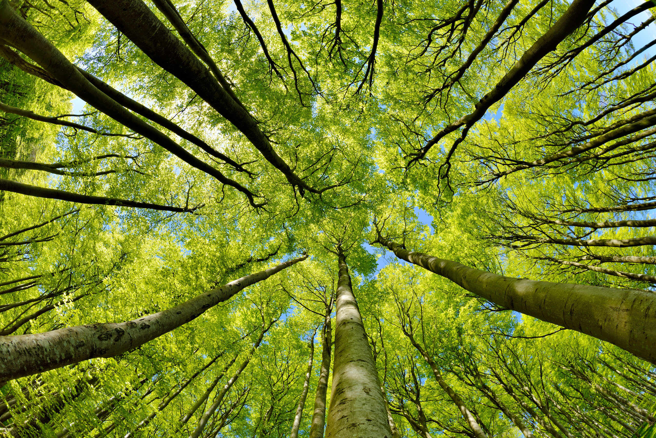 trees