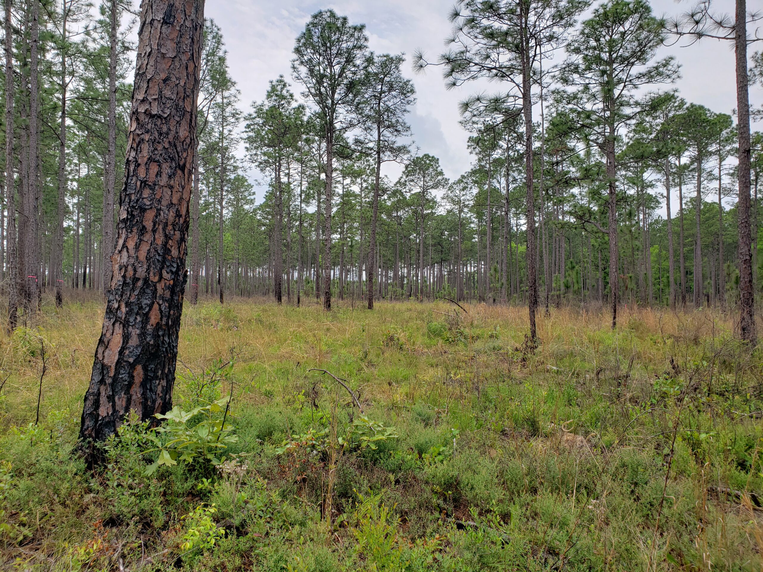 longleaf-forest-trees